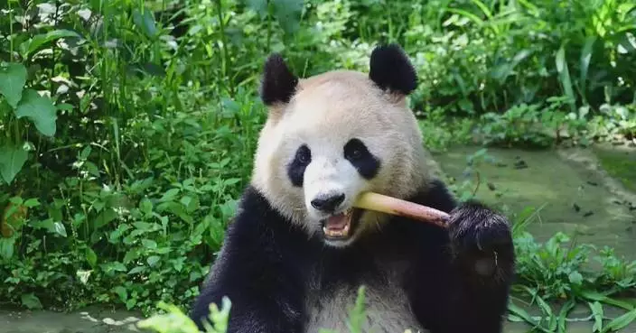 Giant pandas leave hometown for US