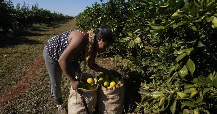 High orange juice prices may be on the table for a while due to disease and extreme weather