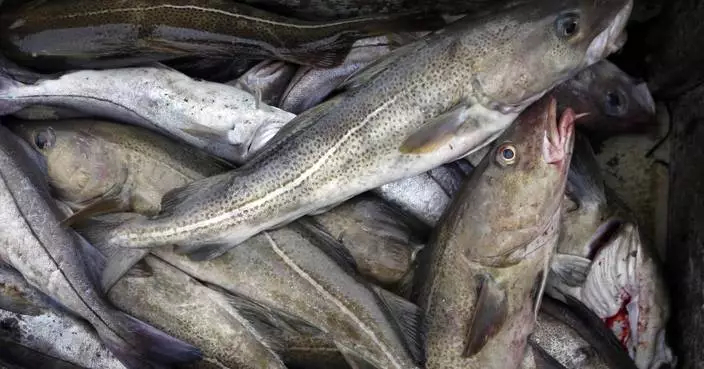 Canada ends cod moratorium in Newfoundland after more than 30 years