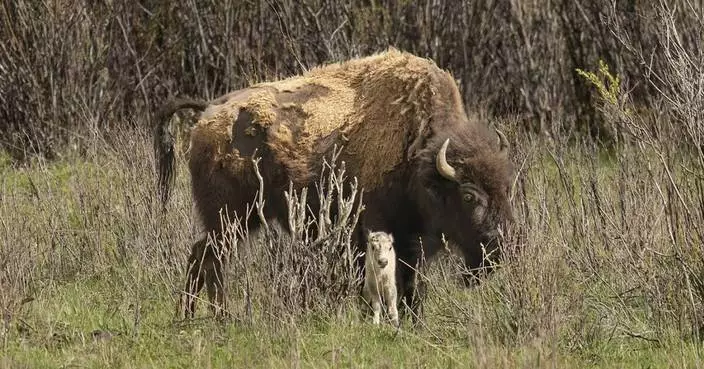 Tribes honor the birth of a rare white buffalo calf in Yellowstone and reveal its name: Wakan Gli