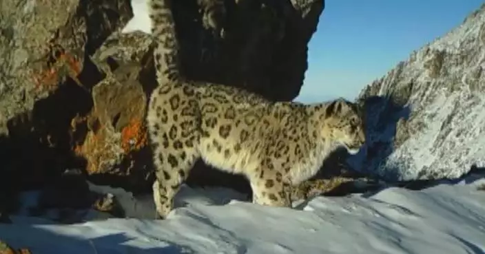 Xinjiang launches survey on wildlife including snow leopards, wild boars