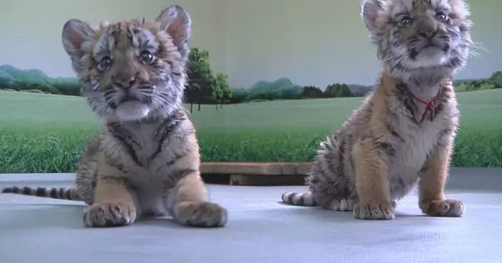 Newborn tiger cubs to meet visitors at zoo in central China city