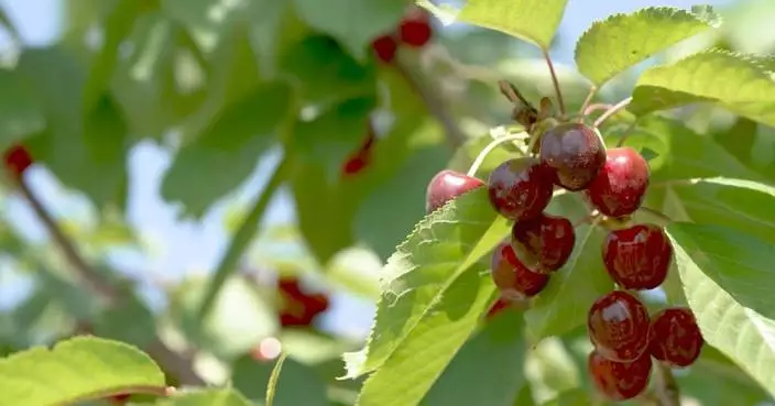 Tajikistan&#8217;s prized black cherries find favor in Chinese markets