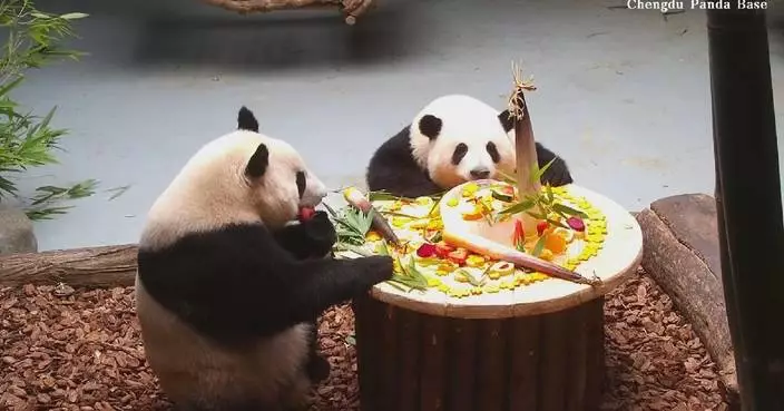 Giant panda twins Hehua, Heye celebrate 4th birthday