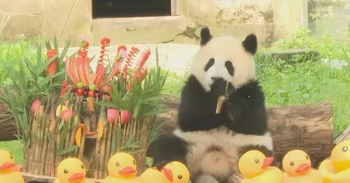 Giant panda Mang Cancan celebrates 1st birthday