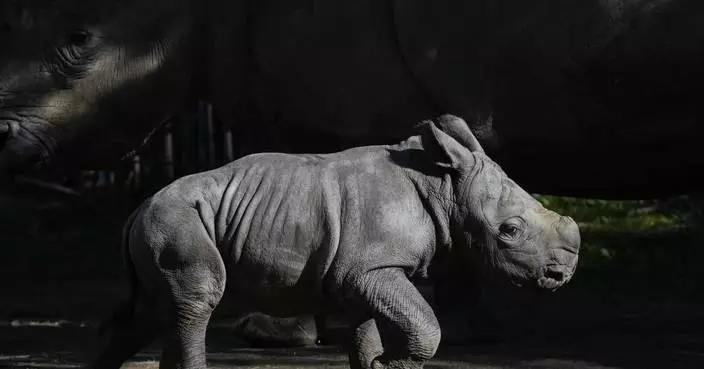 Newborn white rhino Silverio takes his giant first steps in a Chilean zoo in a boost to his species