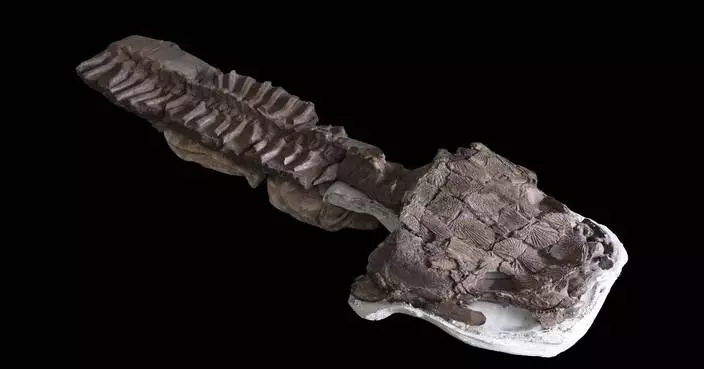 Fossils show huge salamanderlike predator with sharp fangs existed before the dinosaurs