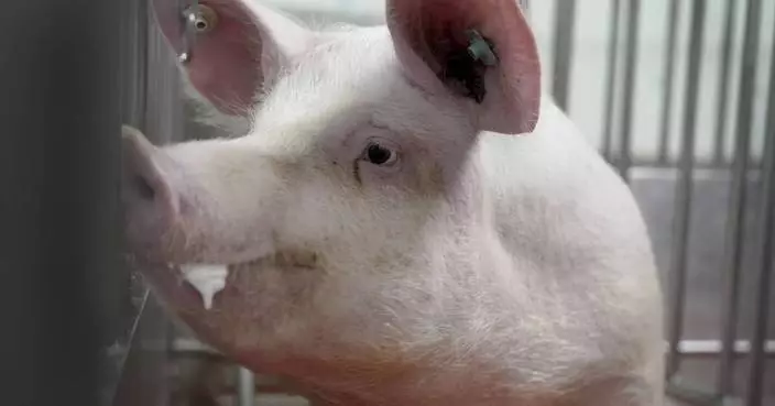 Meet some of the world&#8217;s cleanest pigs, raised to grow kidneys and hearts for humans