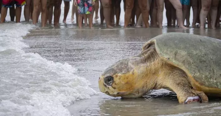 375-pound loggerhead sea turtle returns to Atlantic Ocean after 3 months of rehab in Florida