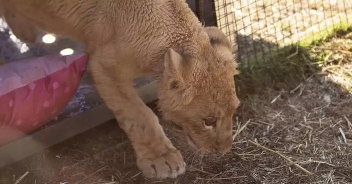 Freya the rescued lion cub is safe in South Africa, but many other lions there are bred to be shot