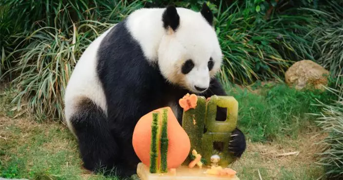 Gratitude to Central Government for gifting another pair of giant pandas to HKSAR