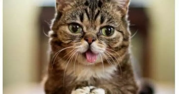 Lil Bub Solana Makes the Largest Donation in the Charity&#8217;s History