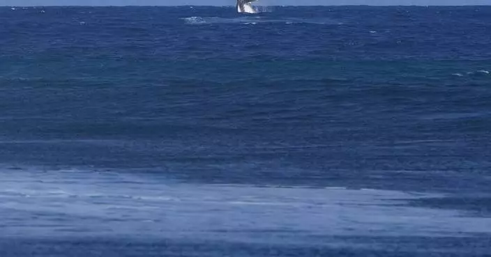 Whale breach seen during Paris Olympics surfing semifinal competition in Tahiti