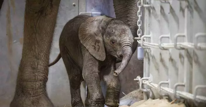 A second elephant calf in 2 weeks is born at a California zoo