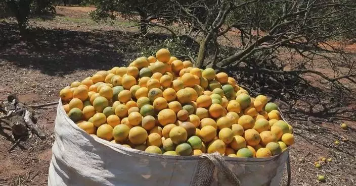 Sharp decline orange production drives up juice price in Brazil