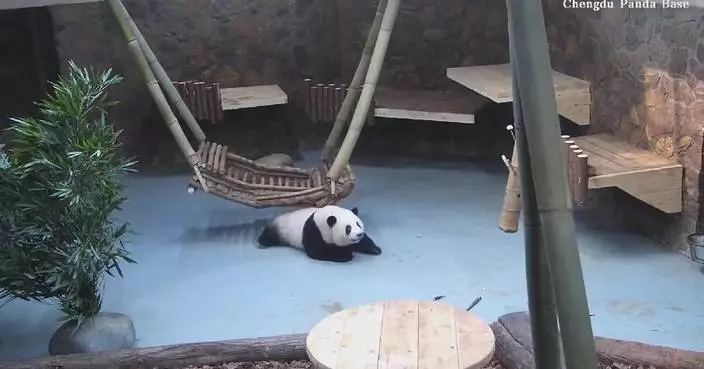 Giant panda He Hua captivates viewers with playful antics during alone time