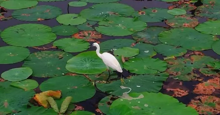 Baiyangdian Lake in Xiong’an experiences remarkable ecological revival