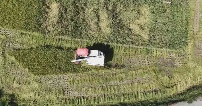 Farmers across China busy reaping autumn bumper harvest