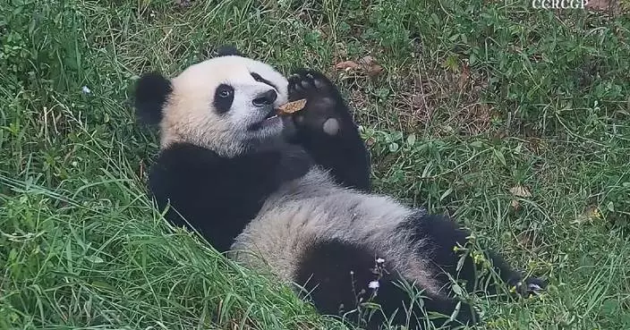 Chubby panda cub enjoys succession of snacks at Sichuan base