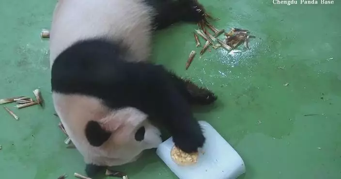 Charming footage shows giant panda struggling to retrieve frozen fruit snack