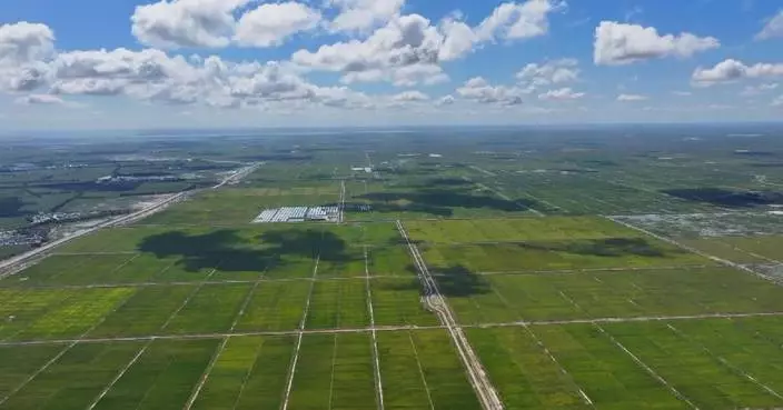 Innovative techniques, smart farming transform saline-alkali land into fertile soil in China’s Jilin