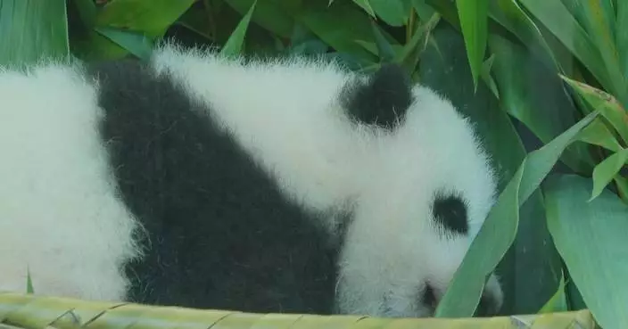 Safari park in Guangzhou presents baby panda to celebrate Mid-Autumn Festival