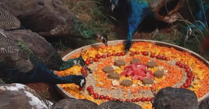 Zoo animals enjoy special treats on Mid-Autumn Festival