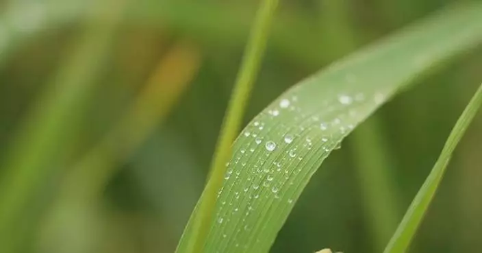 Jiangsu makes efforts to ensure grain production amid Typhoon Bebinca