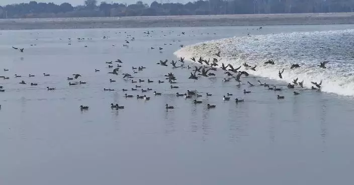 Spectacle of birds flying over tidal bore spotted on Qiantang River