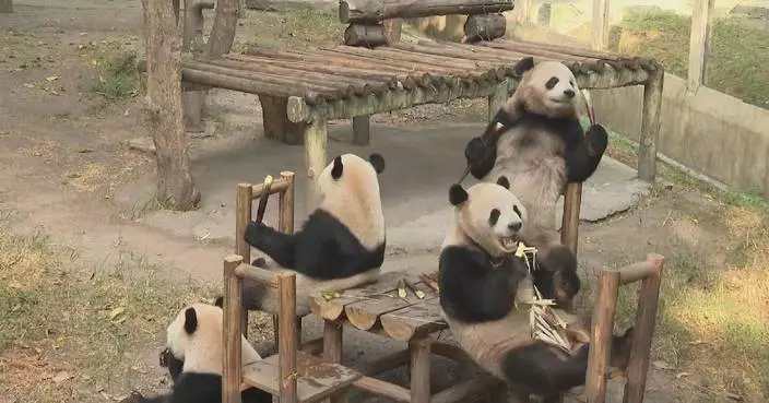 Giant pandas at Chongqing Zoo celebrate festival with gourmet treat