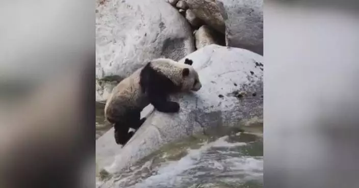 Wild giant panda triumphs after daring river-crossing in Shaanxi