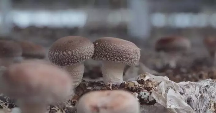 Organic mushroom farming boosts incomes in northwest China county