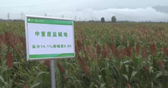 Cutting-edge technology transforms barren land in northwest China&#8217;s Ningxia into lush fields