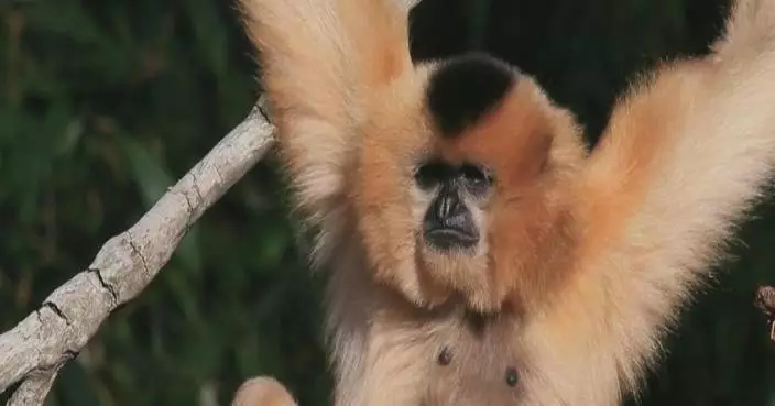 China-Vietnam conservation efforts save eastern black crested gibbons from extinction