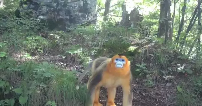 Rare golden snub-nosed monkeys caught on camera in northwest China&#8217;s Xi’an