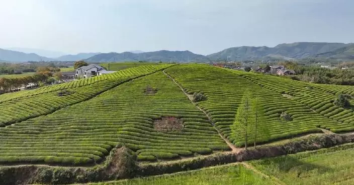 Village in Zhejiang brews new wealth through traditional tea culture: British Mezzo Soprano