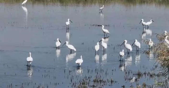 Revived desert wetland in north China becomes paradise for migratory birds