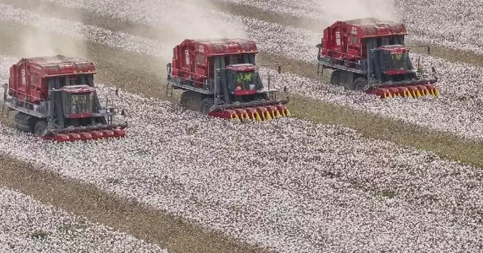 Xinjiang in northwest China enters cotton harvest season