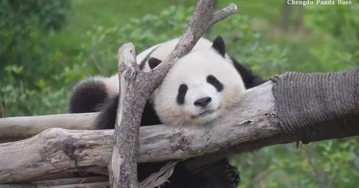 Sleepy giant pandas enjoy leisure time at research base in Sichuan