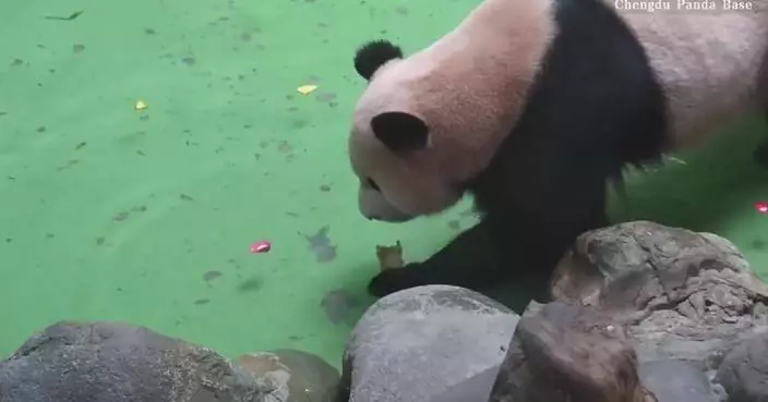 Giant panda&#8217;s amusing attempt to eat snack in pool