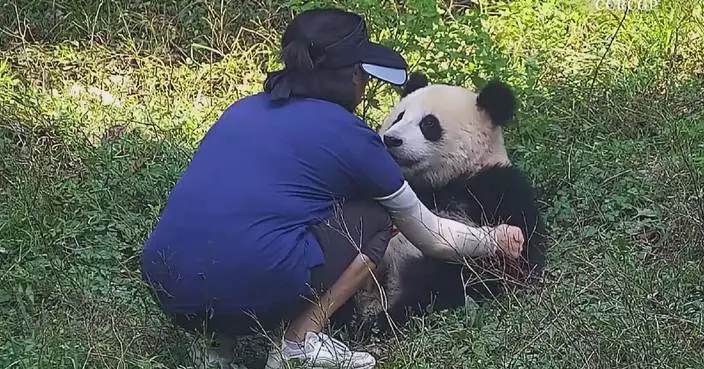 Giant panda cub lovingly interacts with caretaker