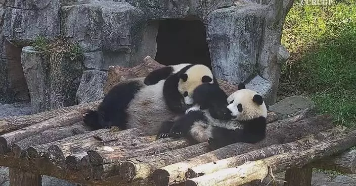 Chubby panda cubs stick close to their mother at Sichuan base