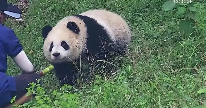 Giant panda gives high five while enjoying treats