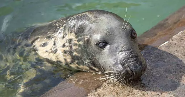 Seal pup once rescued on a British beach hits the big 5-0. Sheba may be the oldest seal in captivity