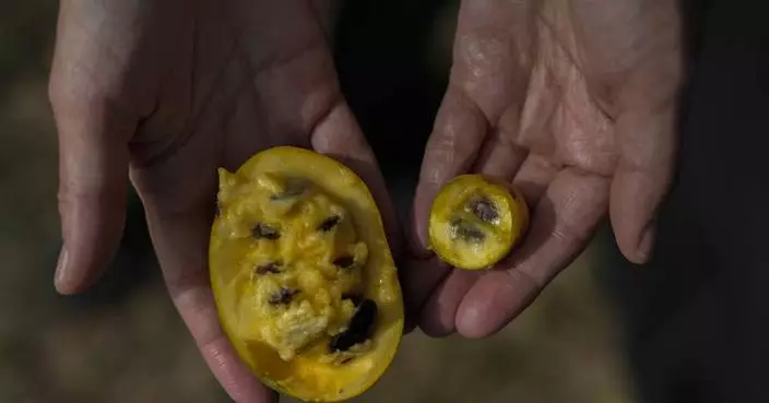 In Ohio, drought and shifting weather patterns affect North America&#8217;s largest native fruit