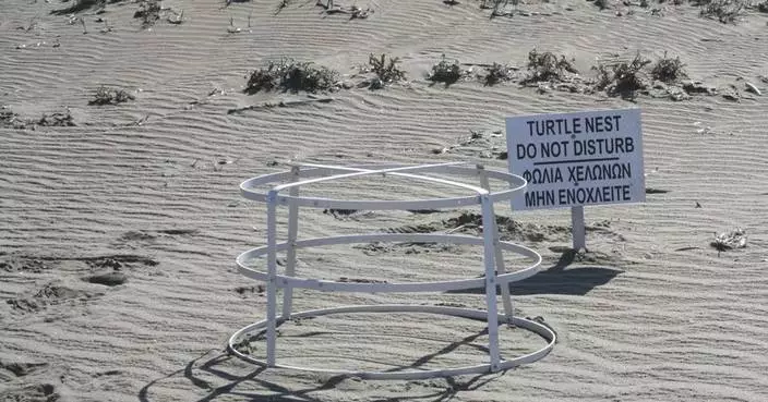 Sea turtles make big comeback on sandy beaches at 2 British military bases in Cyprus