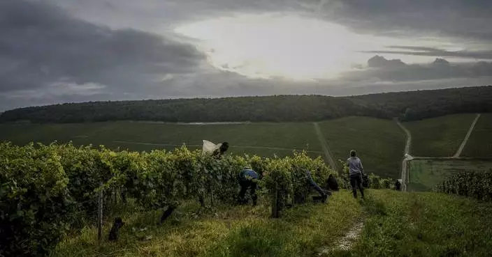 Climate change and harsh weather in France bring challenges to Chablis wine country