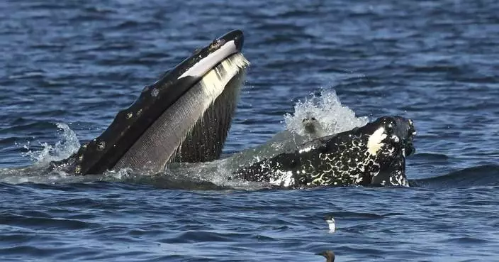 A bewildered seal found itself in the mouth of a humpback whale