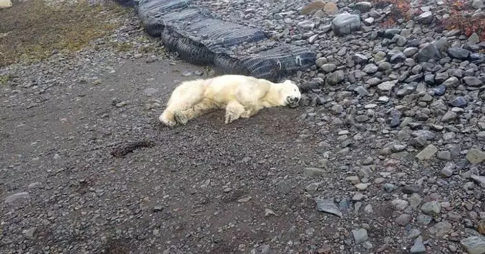 A rare polar bear showed up on the shores of Iceland. Police shot it