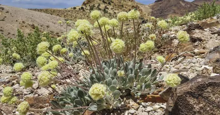 US agency review says Nevada lithium mine can co-exist with endangered flower